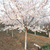 泰安鸿举合作社主产8公分-10公分高杆樱花价格优惠缩略图4