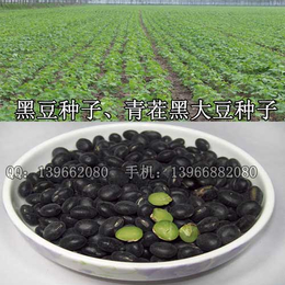 青仁大黑豆种子中药材GAP育苗基地 供应黑豆种子批发价格