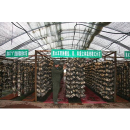 泰安温室大棚管-天津乾亨伟业-蘑菇养殖温室大棚管搭建
