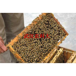 武汉农科大高科技(图)-土蜜蜂养殖-蜜蜂养殖