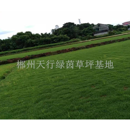 公园草坪价格-公园草坪-郴州天行绿茵草皮基地