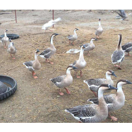 人工驯养黑嘴鹅-达信鸿雁种蛋-人工驯养黑嘴鹅价格