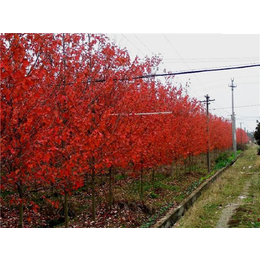 金枫绿化-美国红点红枫-长期供应美国红点红枫树苗