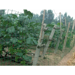 晋中果园围栏网-绿色铁丝网围栏-果园围栏网厂家