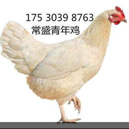 贵州铜仁罗曼灰青年鸡冬季养殖技术铜仁罗曼灰青年鸡冬季管理方法