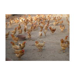 蛋鸡养殖技术-蛋鸡-永泰种禽(查看)