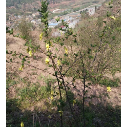 昌宁黄金雀花-黄金雀花哪里有卖-云南俊坤苗圃(推荐商家)