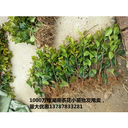 产品*-茶花小苗-茶花球-湖南茶花苗圃优惠甩卖啦