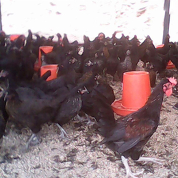 永泰种禽(多图)-黑康鸡的蛋色-黑康鸡