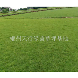 新疆公路护坡草皮-郴州天行绿茵草皮种植-公路护坡草皮报价