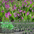 紫花三叉*苗种植技术 *种苗种植前景 百度爱采购缩略图1