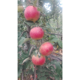 红宝石甜苹果苗哪家好-红宝石甜苹果苗-泰安泰丰源家庭农场