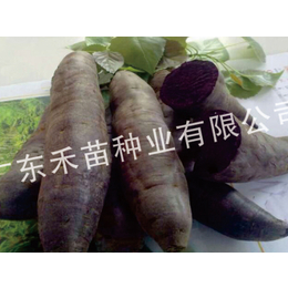高产红薯种苗-禾苗种业(在线咨询)-福建红薯种苗