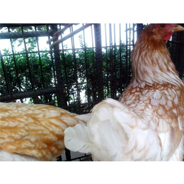 永泰种禽(图)-种鸡养殖场-伊春种鸡