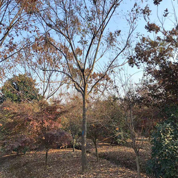 黄山栾树-地之缘苗木种植园-江苏黄山栾树的基地
