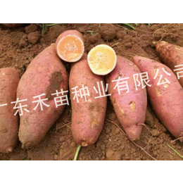 煙薯25種苗-禾苗種業紅薯種培育-哪里買煙薯25種苗