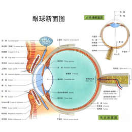 视力*-视力-护瞳科技
