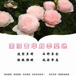贵州盆栽月季-吉华月季培育基地(图)-盆栽月季价格
