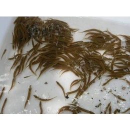 台湾泥鳅苗价格-有良水产养殖厂-泥鳅苗