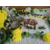 宠物殡葬服务-鄂州宠物殡葬-武汉汪仔宠物服务公司缩略图1