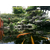 茂名小英石假山微景观鱼缸水族造景石缩略图4