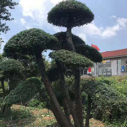 对节白蜡景观树报价-陕西对节白蜡景观树-京山亚太盆景种植