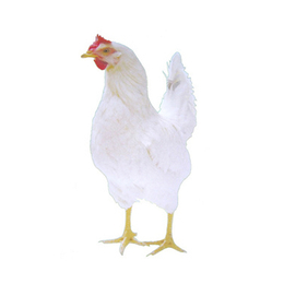 海兰白鸡苗-华帅青年鸡养殖基地-海兰白鸡苗供应