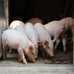 20斤仔猪养殖技术-义民牧业
