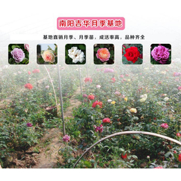 贵州盆栽月季-吉华月季培育基地-古桩盆栽月季