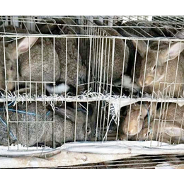 监利宏盛养兔厂(图)-种兔销售-安徽种兔