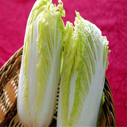甘蓝蔬菜*报价-北京甘蓝蔬菜*-金土地蔬菜代收基地