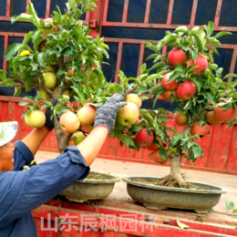 盆栽苹果价格 矮化苹果 盆栽果树价格 红富士苹果树苗