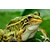 青蛙种苗批发电话-半亩田生态农业公司-玉林青蛙种苗缩略图1