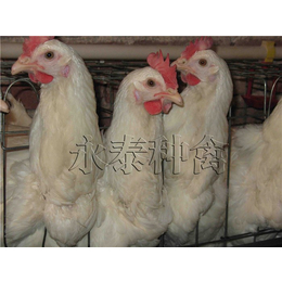 罗曼褐种鸡养殖场-永泰种禽厂-罗曼褐种鸡