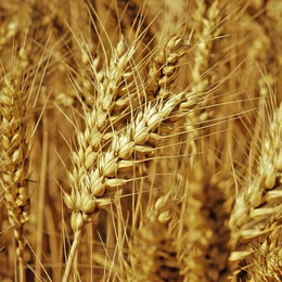 小麦检测品质-小麦检测-佳信检测