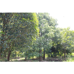 阜宁景观树木-豪克苗木-园林景观树木种类