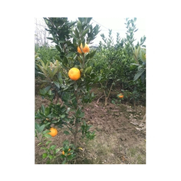 柑橘苗-繁茂苗木(在线咨询)-苏州橘苗