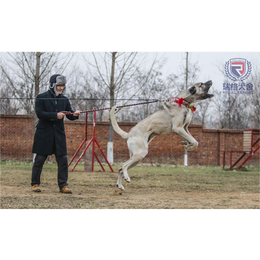 北京瑞阁宠物(图)-哪里有土耳其国犬-内蒙古土耳其国犬