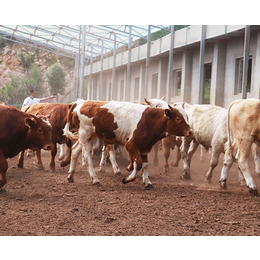 肉用种牛繁育中心-池州畜源牧业-安阳种牛繁育