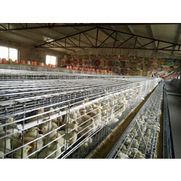 伊莎380青年鸡养殖场-宝鸡青年鸡养殖场-永泰种禽