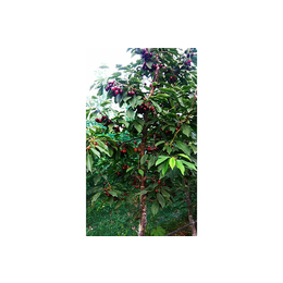 武威萨米脱樱桃树苗价格-吉塞拉樱桃苗培育基地「多图」
