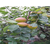 梨树苗基地-池州梨树苗-超顺苗木缩略图1