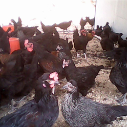 黑康鸡-永泰种禽-黑康鸡生产性能表