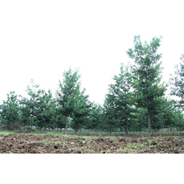 15公分娜塔栎的价格-邳州栎树园农业发展-广西娜塔栎价格