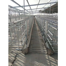 设计安装养猪设备自动化猪场上料设备 生产厂家 猪场自动料线