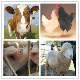 水产物联网，兵峰电子-畜牧业养殖管理系统