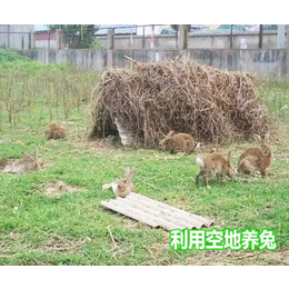 广州野兔-监利宏盛养兔厂-野兔怎么养