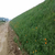 高速公路护坡绿化(图)-植被毯护坡-巴彦淖尔植被毯缩略图1