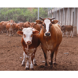 架子牛几个月能出栏卖-宣城架子牛-畜源牧业发展有限公司