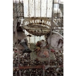 肉食鸽规格-肉食鸽-中鹏农牧种鸽基地(查看)